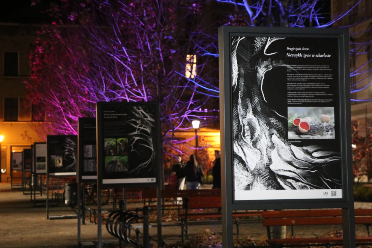 „Drugie życie drzew” – wystawa fotografii w Bielsku Białej. 