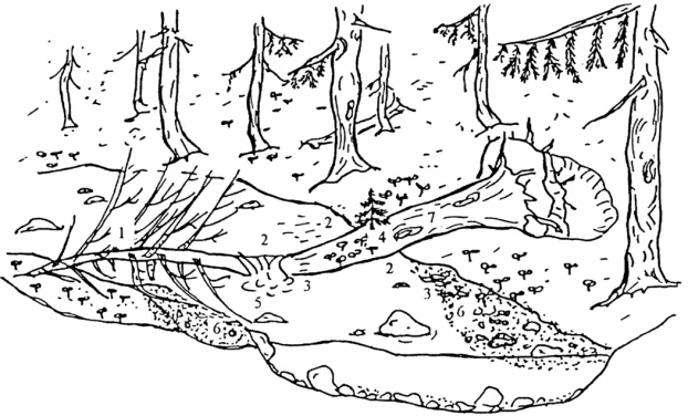 Ryc. 4. Wpływ przewróconego do potoku drzewa na zróżnicowanie siedlisk w potoku. Źródło: Gregory i Davis (1992) – zmienione. 1 – deponowanie niesionej materii organicznej, 2 – miejsca z nurtem o różnej szybkości, 3 – miejsca z wodą o różnej temperaturze, 4 – substrat dla kambiofagicznej fauny i flory, 5 – powstały za kłodą kociołek eworsyjny, 6 – łacha (cień hydrauliczny) powstała w wyniku akumulacji niesionego rumoszu, 7 – szlak komunikacyjny dla drobnych zwierząt.