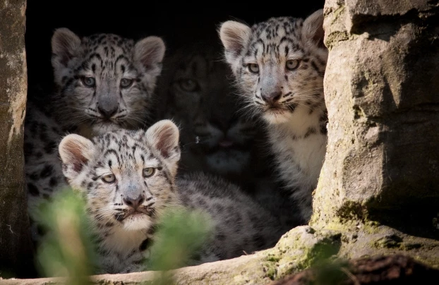 Odpowiednich rozmiarów szczelina skalna to ulubione miejsce irbisich matek na kryjówkę dla kociąt. Fot. Lawrie Brailey