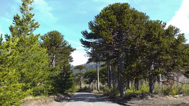 
Araukarie chilijskie w rezerwacie Malalcahuello w Chile. Z lewej strony drogi widoczne są inwazyjne sosny wydmowe, które stanowią zagrożenie dla odnowienia naturalnego araukarii. Fot. Sonia Paź-Dyderska

