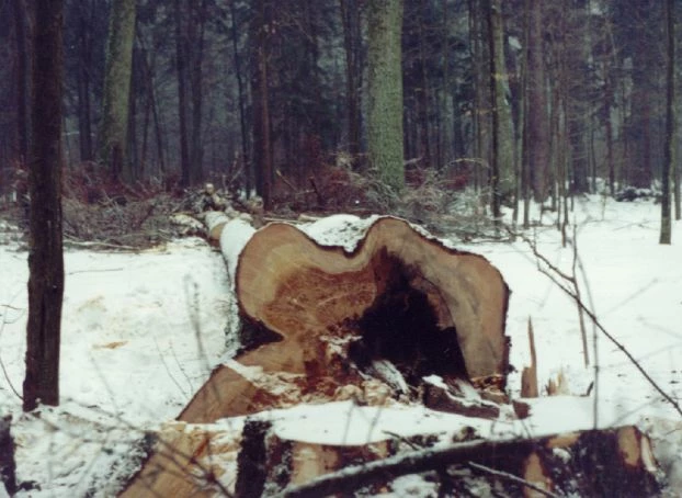 Świerk wycięty w Puszczy Białowieskiej. Fot. Radosław Ślusarczyk