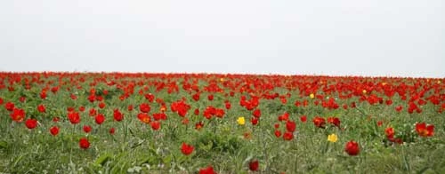 
Pełne kwitnących tulipanów chronione stepy obwodu chersońskiego. Fot. Mykyta Peregrym
