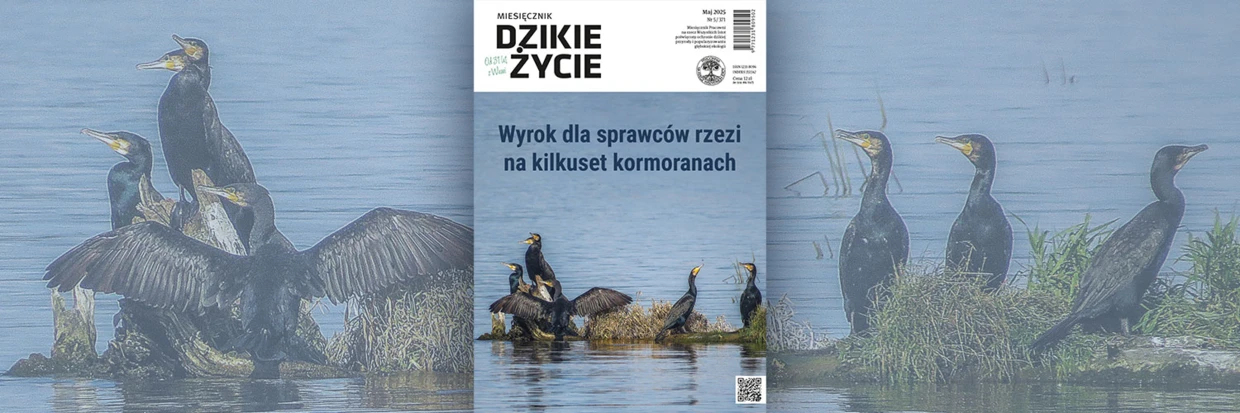 2025-05-twitter-dz_tlo