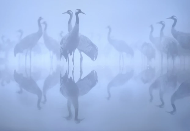 Jesienna migracja żurawi. Fot. Piotr Chara