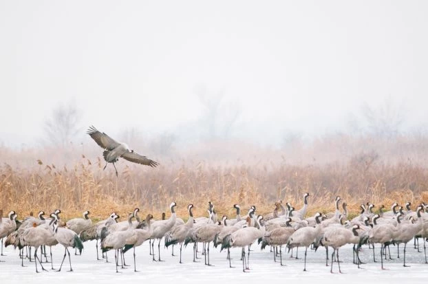 
Pola Osobowickie to w czasie migracji bardzo ważne miejsce odpoczynku lub zimowisko różnych gatunków ptaków. Obserwowano żurawie w liczbie nawet ponad 1000 osobników. Fot. Łukasz Talaga (Studio Feil)
