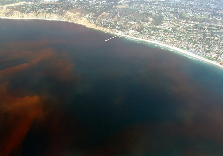 
Poprawianie natury na wielką skalę – takie jak nawożenie oceanu żelazem może spowodować niespodzianki takie jak na zdjęciu – fala toksycznego zakwitu bruzdnic u wybrzeży Kalifornii. commons.wikimedia.org/wiki/File:La-Jolla-Red-Tide.780.jpg 
