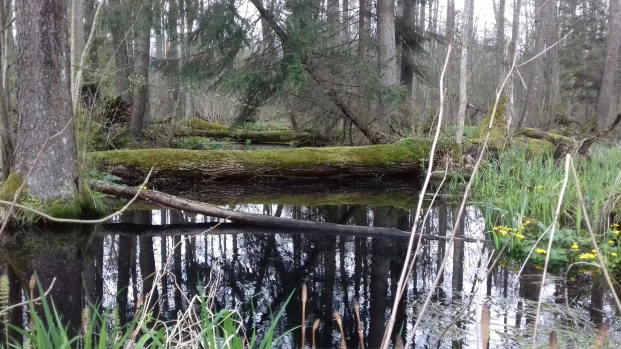 Puszcza Białowieska, 2015 rok. Fot. Karolina Kuszlewicz