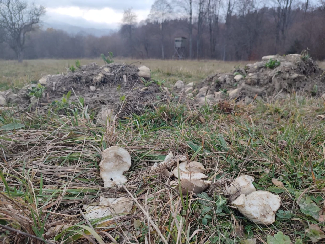 Nęcisko myśliwskie, buraki cukrowe przed amboną, październik 2022 r. w Bieszczadach. Fot. Anna Maziuk