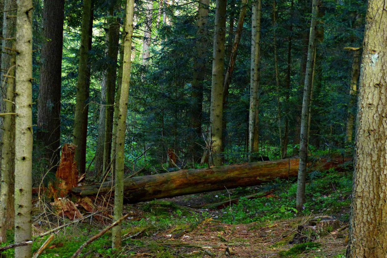 Wyżynny bór jodłowy. Fot. Łukasz Misiuna