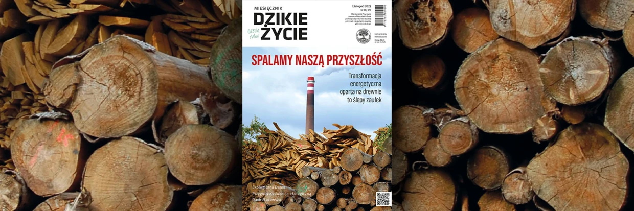 2025-11-twitter-dz_tlo