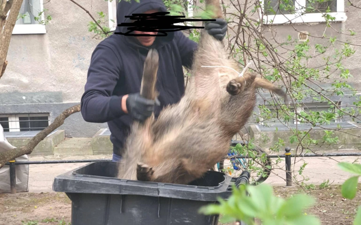 Uśmiercanie dzików na warszawskim Mokotowie