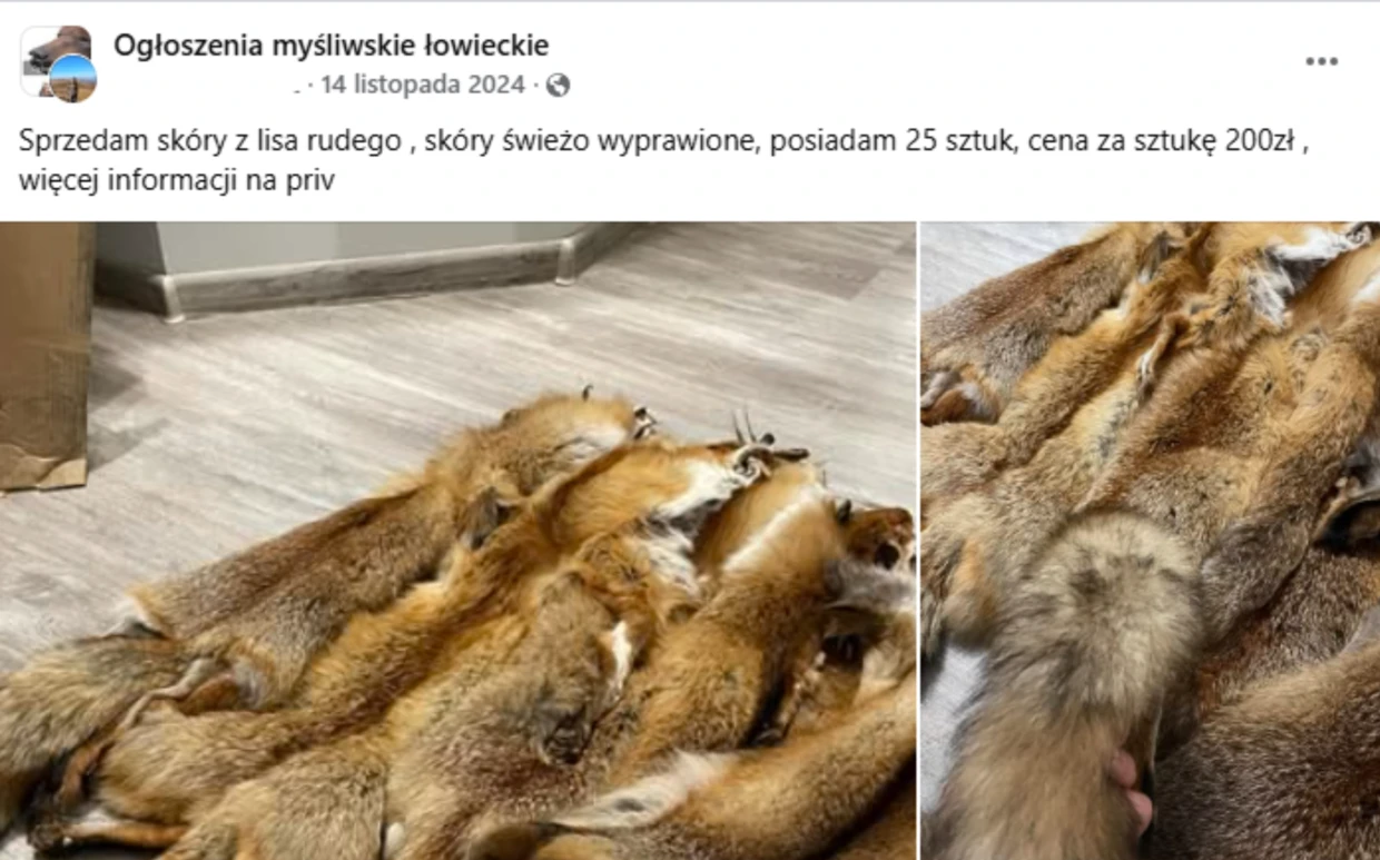 Screnn ogłoszenia sprzedaży lisich skór z jednego z portali społecznościowego