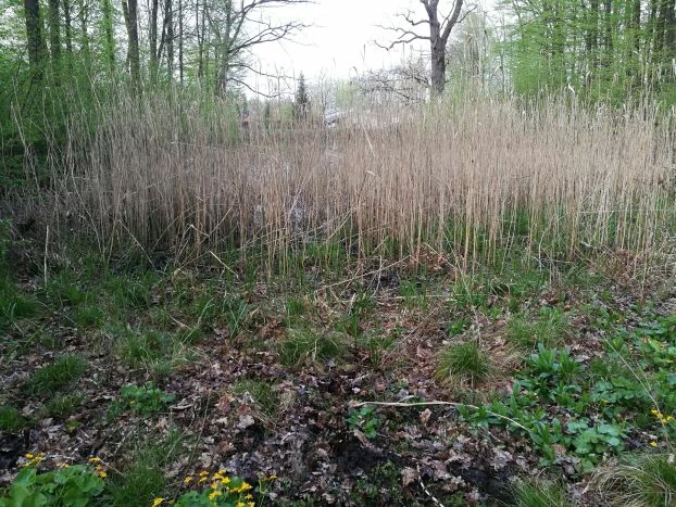 Staw był zaśmiecony, teraz wygląda zupełnie inaczej, park leśny Dębina. Fot. Grzegorz Bożek
Niestety tak najczęściej traktujemy nasze wody. Fot. Grzegorz Bożek
Taki śmietnik pozostawiają po sobie goście parkowi. Fot. Grzegorz Bożek
Mapa poglądowa parku, tym razem sprzątaliśmy tereny przyległe do dwóch strumieni oraz staw.