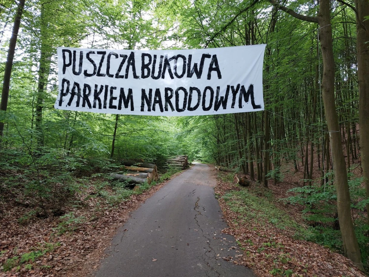 Czas protestów. Droga Górska w Puszczy Bukowej. Fot. Paweł Herbut