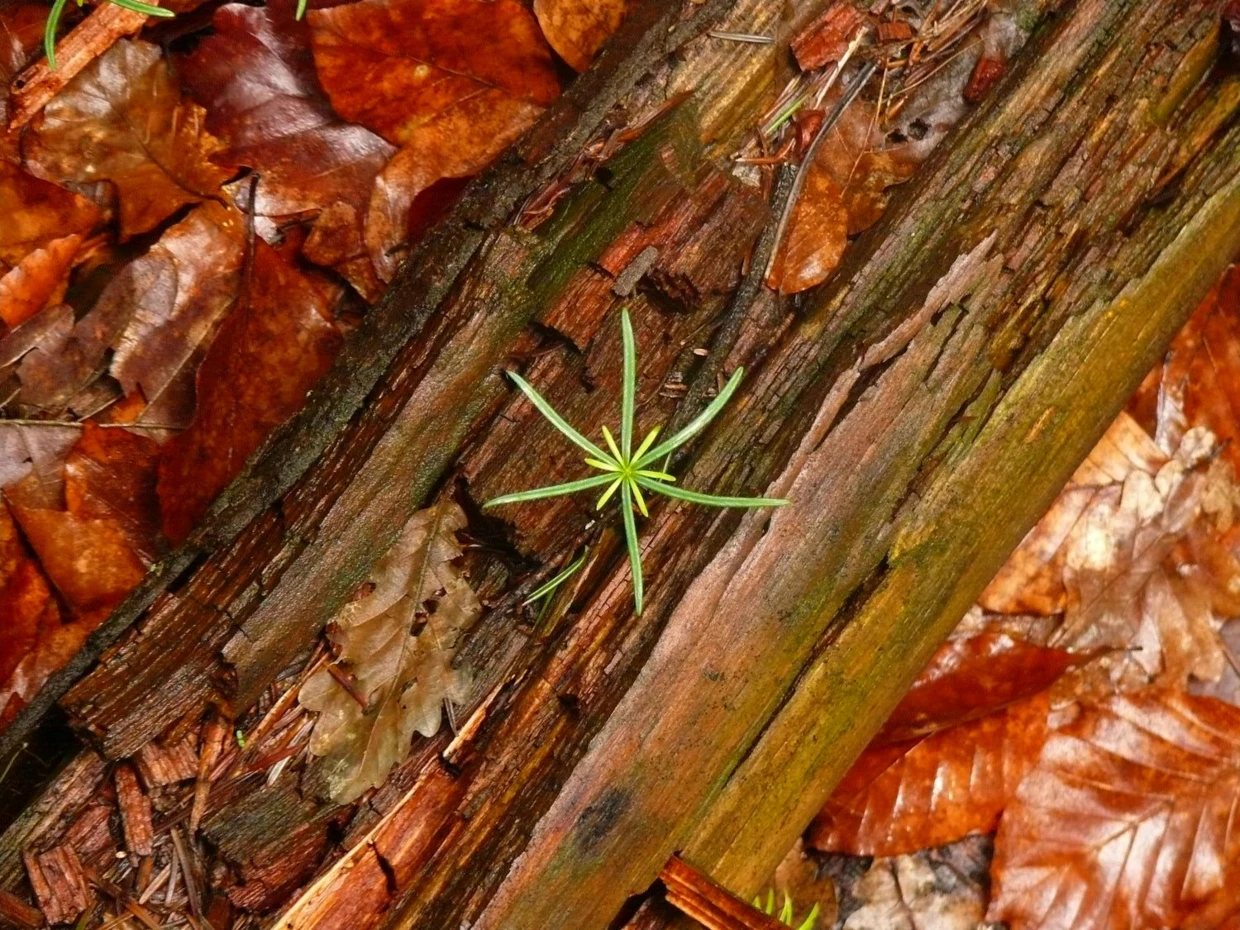 Siewka jodły. Fot. Łukasz Misiuna