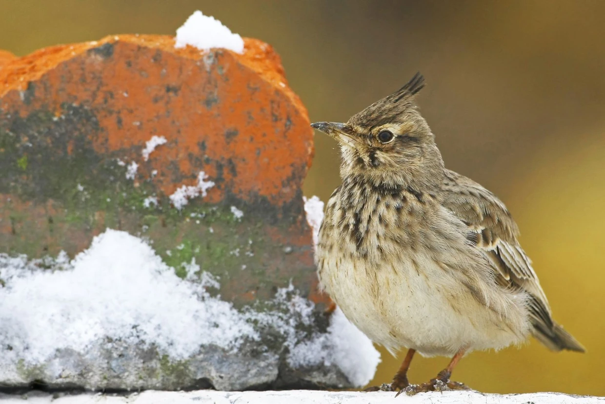 Dzierlatka Galerida cristata. Fot. Agata i Mateusz Matysiak