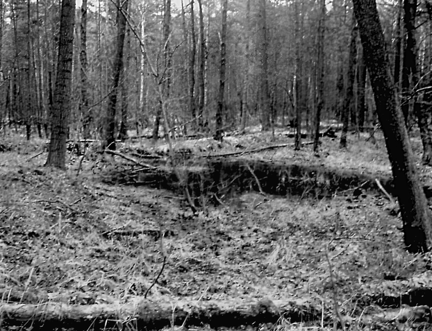 Jedno ze źródeł Pławnej. Fot. Jacek Corn