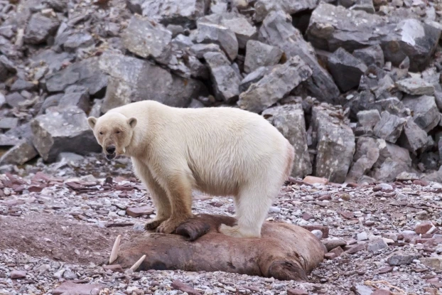 Na taką okazję czasem trzeba czekać tygodniami – niedźwiedzica pozostaje przy na padlinie morsa przez wiele dni, Kongsfjord, Spitsbergen. Fot. Katarzyna Dragońska