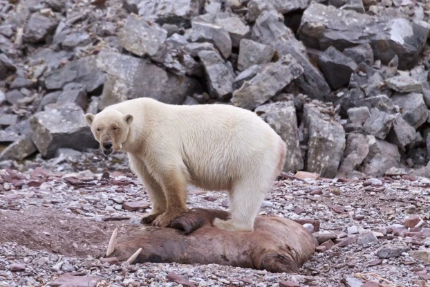 
Na taką okazję czasem trzeba czekać tygodniami – niedźwiedzica pozostaje przy na padlinie morsa przez wiele dni, Kongsfjord, Spitsbergen. Fot. Katarzyna Dragońska
