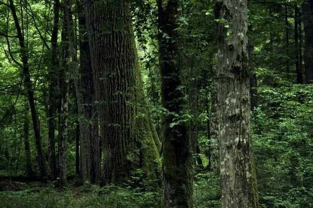 Puszcza Białowieska. Fot. Beata Hyży-Czołpińska