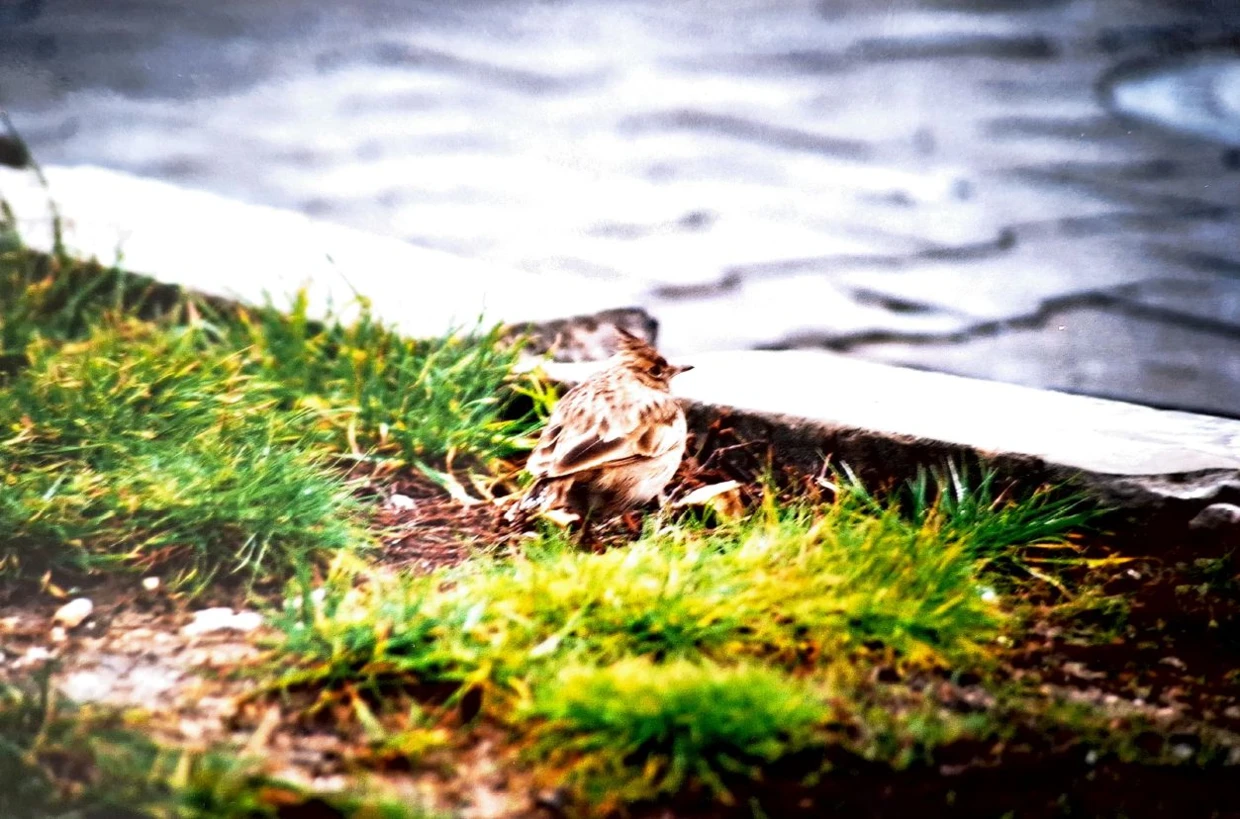 Jedna z ostatnich kieleckich dzierlatek, 2002 r. Fot. Łukasz Misiuna