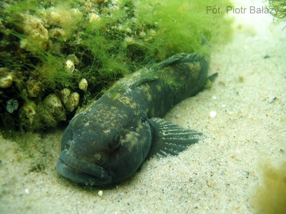 Babka bycza, podejrzewana o wszystkie możliwe kłopoty jako gatunek inwazyjny, wpasowała się w bałtycki ekosystem. Fot. Piotr Bałazy, archiwum IOPAN