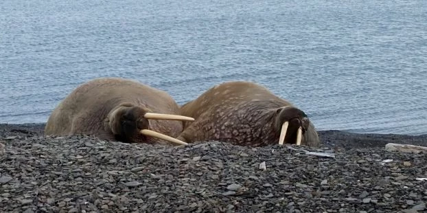 Tę samą fotografię różne pokolenia będą inaczej komentować – Dziadkowie – to zagrożone polowaniami zwierzę, trzeba je ochronić w ogrodach zoologicznych Rodzice – morsy cierpią z powodu skażenia środowiska DDT i pestycydami, polowania to nie problem Dzieci – wprawdzie gatunek nie jest krytycznie zagrożony, ale zmiana klimatu w Arktyce niszczy jego środowisko. Wnuki – nie muszę jechać do Arktyki, żeby to zobaczyć, moja podróż może bardziej zaszkodzić niż pomóc morsom. Fot. Jan Marcin Węsławski