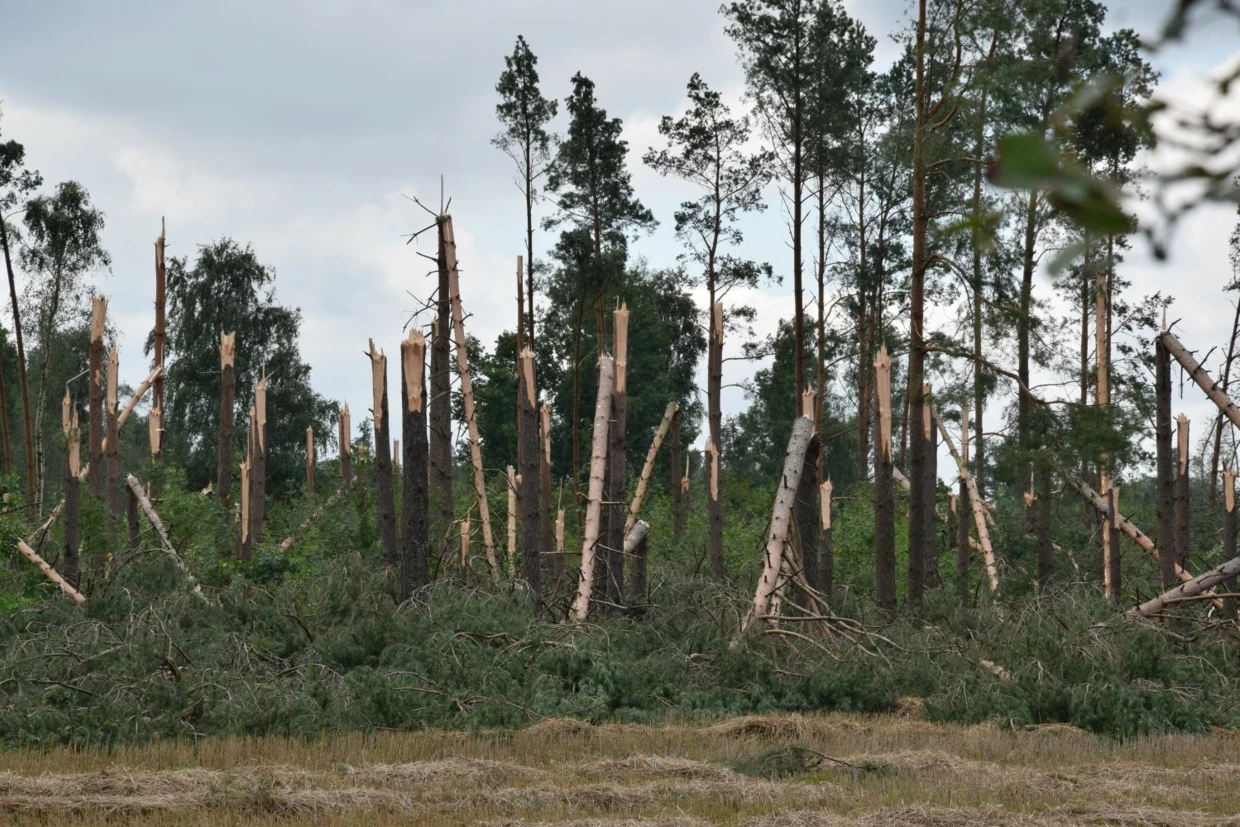 Przyczyn wymierania antropoceńskiego jest wiele, w tym zmiany klimatu. Fot. Piotr Skubała