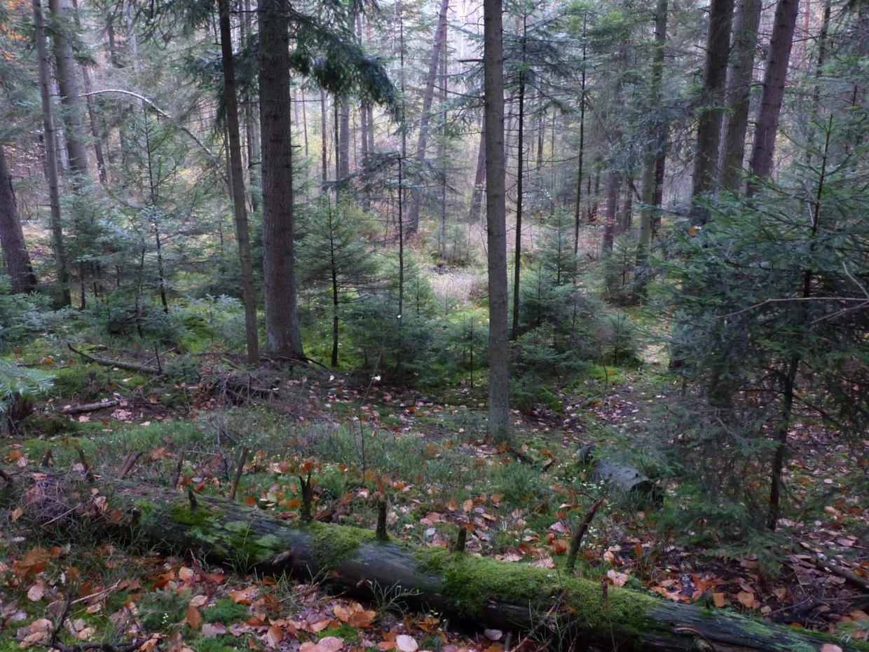 Wyżynny bór jodłowy. Fot. Łukasz Misiuna