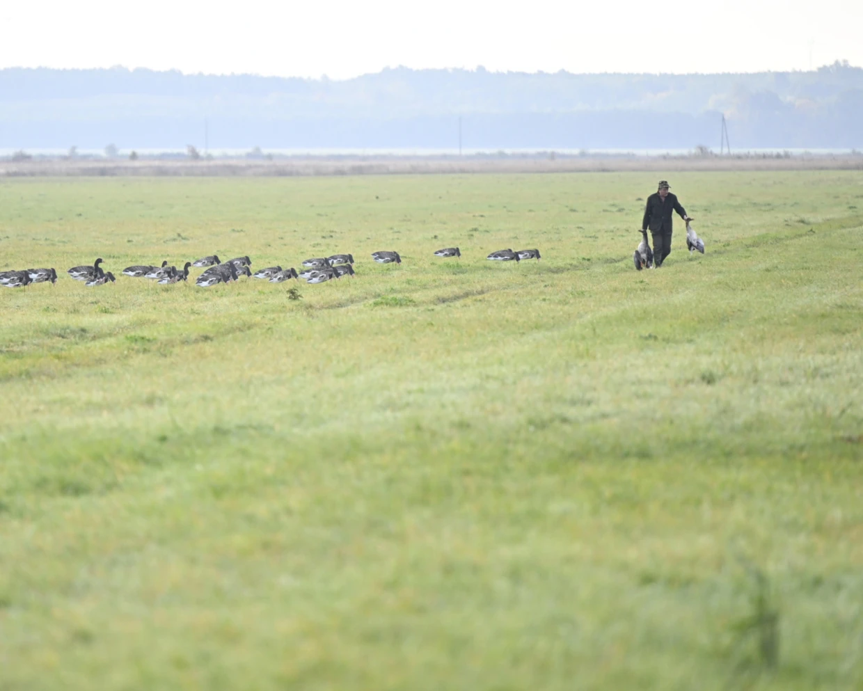 Włoski myśliwy zbierający zastrzelone ptaki przy atrapach gęsi, czyli wabikach mających zanęcić lecące ptaki, by ułatwić strzelanie do nich. Polder Zachodni – otulina PN Ujście Warty, 2022 r. Fot. Piotr Chara.