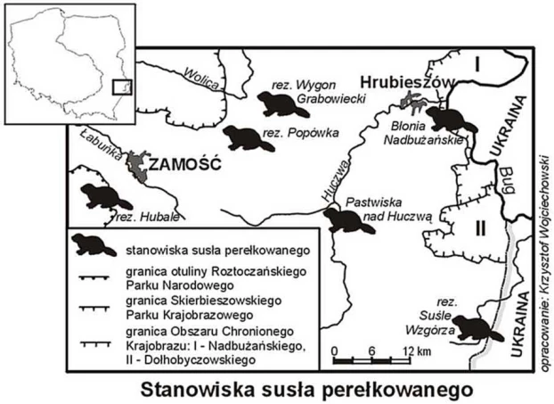 Opracowanie: Krzysztof Wojciechowski