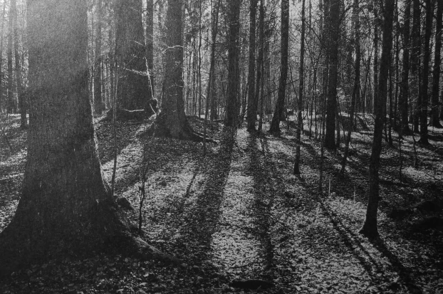 Puszcza Białowieska. Fot. Ryszard Kulik