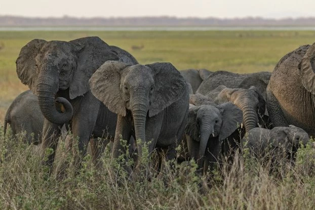 
W ciągu ostatnich 10 lat liczba słoni w parku Gorongosa wzrosła z ok. 100 do prawie 600. Fot. Piotr Naskręcki
