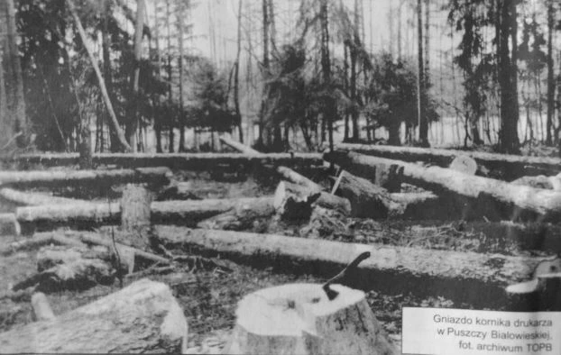 Gniazdo kornika drukarza w Puszczy Białowieskiej. Fot. Archiwum TOPB