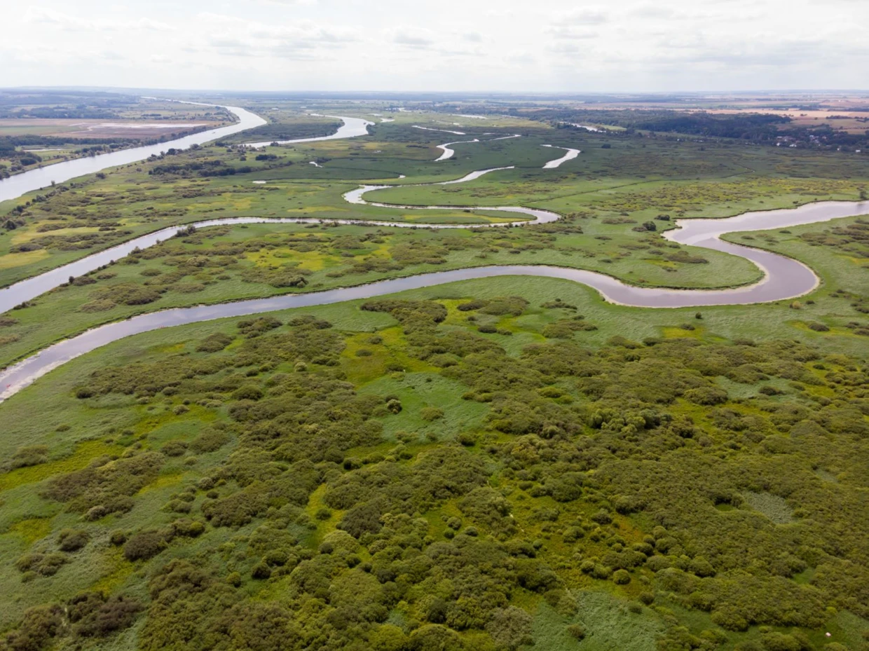 Fragment Międzyodrza – postulowanego Parku Narodowego Doliny Dolnej Odry. Fot. Piotr Piznal