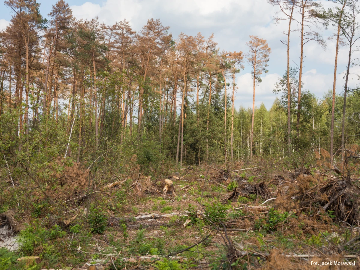 Największym zagrożeniem dla branży drzewno-leśnej pozostaje zmiana klimatu. Zdarzenia takie jak gradobicie z 14 lipca br. zniszczyło 150 ha monokultury sosnowej w Nadleśnictwie Jędrzejów. Zdj. Jacek Morawski