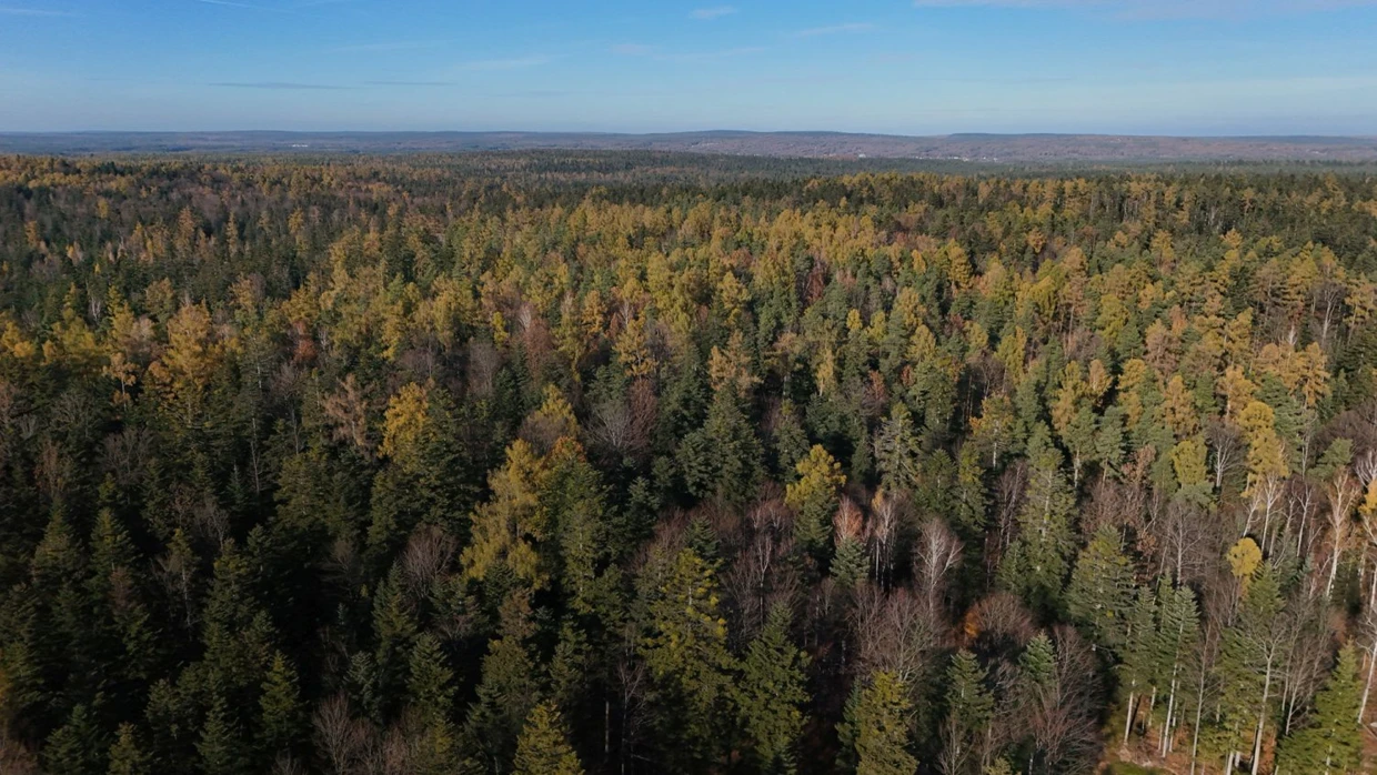 Bliżyńskie Lasy Naturalne. Fot. Archiwum Pracowni na rzecz Wszystkich Istot