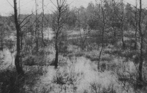 Płonne Bagno w Katowicach. Fot. Ryszard Kulik