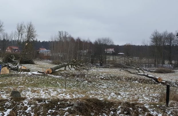 Po 1 stycznia br. drzewa usuwane są z nieużytków rolnych. Fot. Krzysztof A. Worobiec