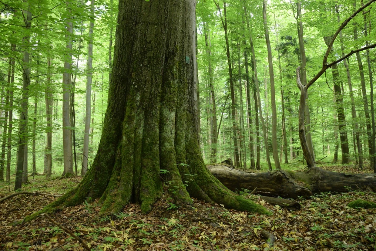 Bliżyńskie Lasy Naturalne. Fot. Archiwum Pracowni na rzecz Wszystkich Istot