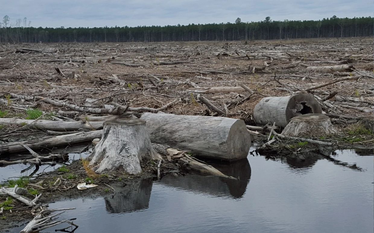 Wycinki lasów w płd-wsch. USA na potrzeby branży pelletowej, Fot. Dogwood Alliance