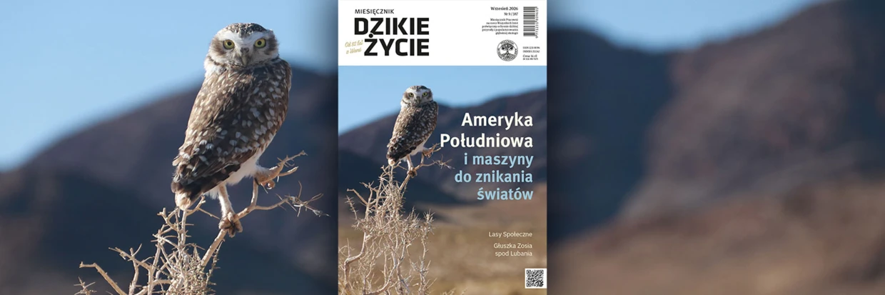2026-09-twitter-dz_tlo