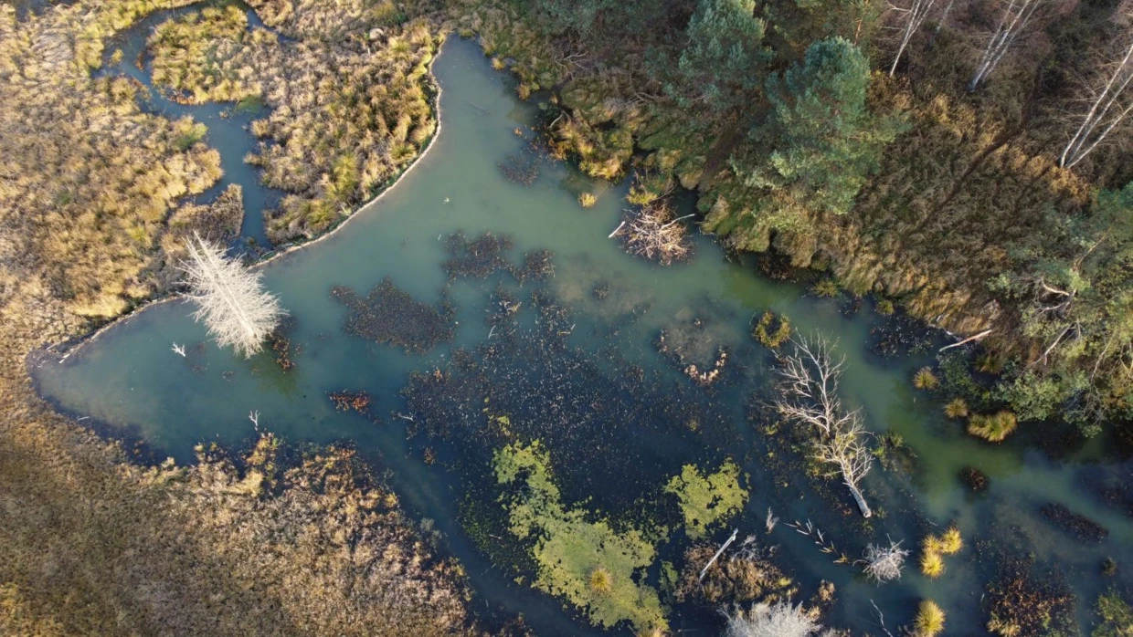 Ten potężny staw powstał dzięki pracy bobrów w Michniowcu, na terenie Rancza EcoFrontiers w miejsce zdegradowanego potoku. Dzisiaj to prawdziwa perełka przyrodnicza, zaświadczająca, jak wspaniałe możliwości regeneracji posiada natura. Fot. Andrzej Czech