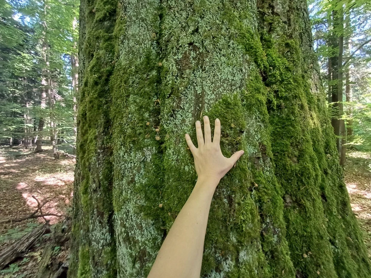 Rezerwat Bliżyńskie Lasy Naturalne. Fot. Sylwia Szczutkowska