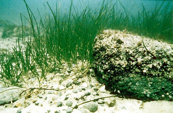 Łąka trawy morskiej na zróżnicowanym dnie piaszczystym z pojedynczymi kamieniami, to w polskich warunkach Bałtyku najbardziej bogate i różnorodne siedlisko. Nie może to jednak prowadzić do wniosku, że najlepiej usypać na naszym wybrzeży rafy kamienne i posadzić wszędzie trawę. Fot. Archiwum Instytut Oceanografii PAN