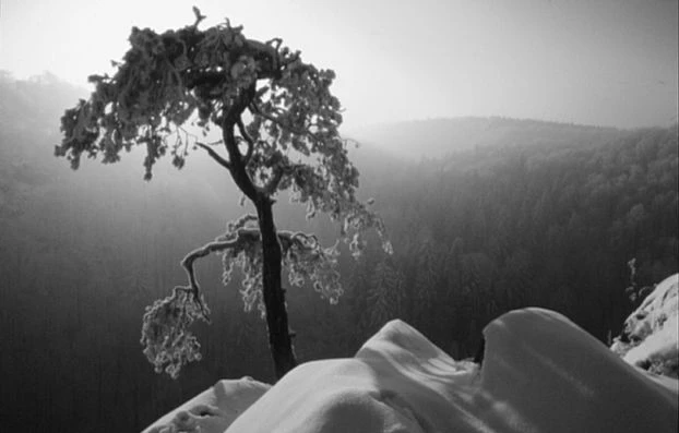 Wąwóz Szczawnik w Książańskim Parku Krajobrazowym. Fot. Krzysztof Żarkowski