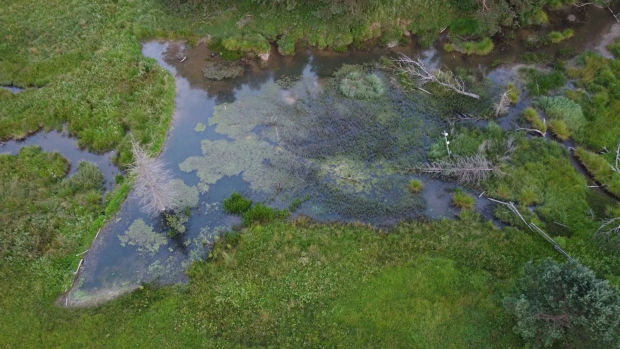 Ten potężny staw powstał dzięki pracy bobrów w Michniowcu, na terenie Rancza EcoFrontiers w miejsce zdegradowanego potoku. Dzisiaj to prawdziwa perełka przyrodnicza, zaświadczająca, jak wspaniałe możliwości regeneracji posiada natura. Fot. Andrzej Czech