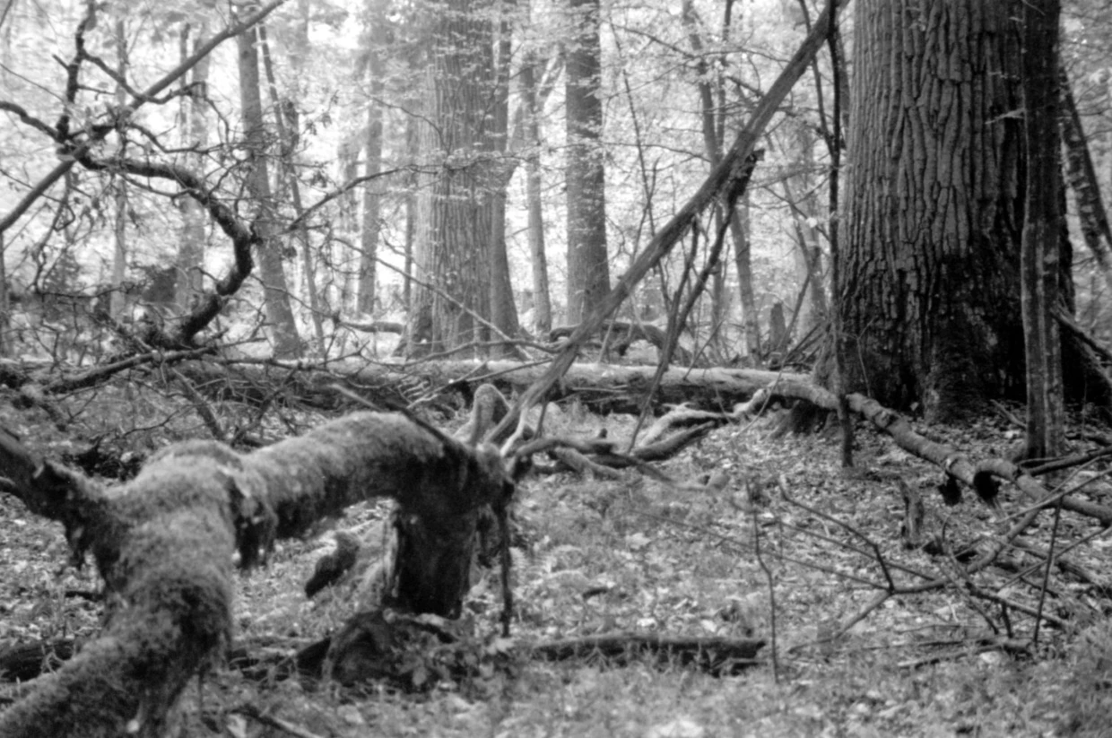 Białowieski Park Narodowy. Fot. Janusz Korbel