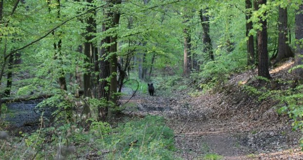 Locha z młodymi, Trójmiejski Park Krajobrazowy, okolice Gdyni. Fot. Sławomir Zieliński