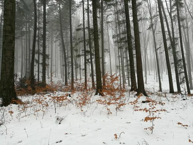 Las karpacki. Fot. Grzegorz Bożek
